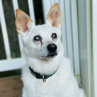perros-sordos.jpg